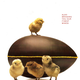 Illustration for article titled Harry, David, Dean Deluca: Chocolate Pagan Easter Symbols And $6,000 Caviar